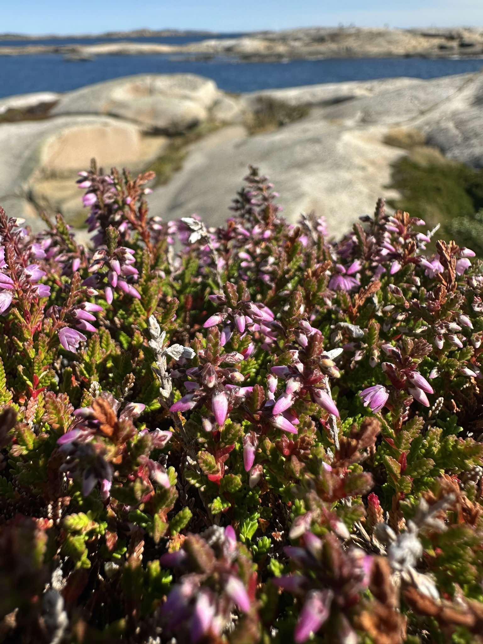 Lyng på Verdens Ende — Helene Melby Brodersen
